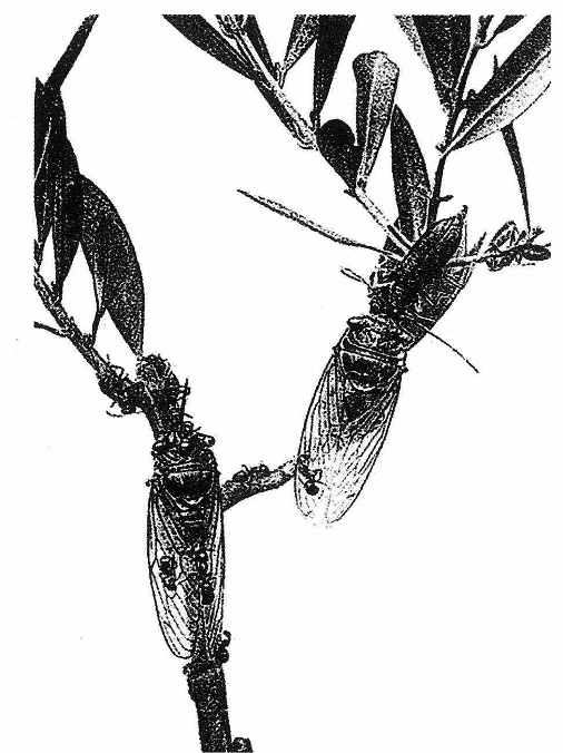 《昆蟲記》插圖