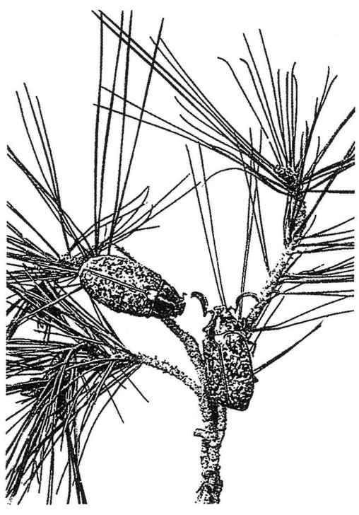 《昆蟲記》插圖